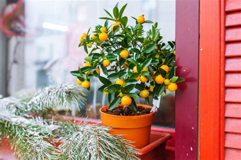 風水植物 擋煞|【掌握家居風水】用什麼植物可以擋煞？瞭解居家化煞。